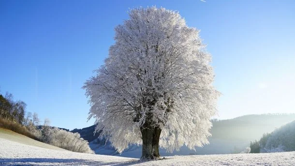 Copac înghețat în timpul iernii